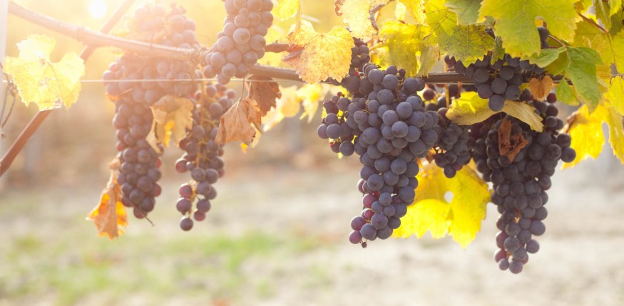 nebbiolo grapes